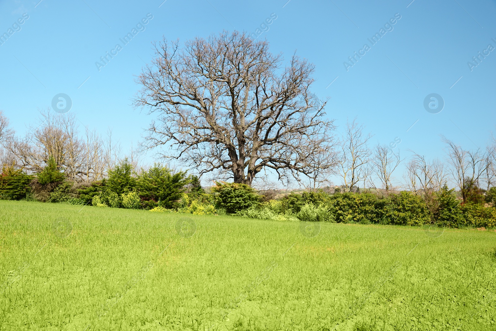 Photo of Beautiful view of green meadow, bushes and trees on sunny day