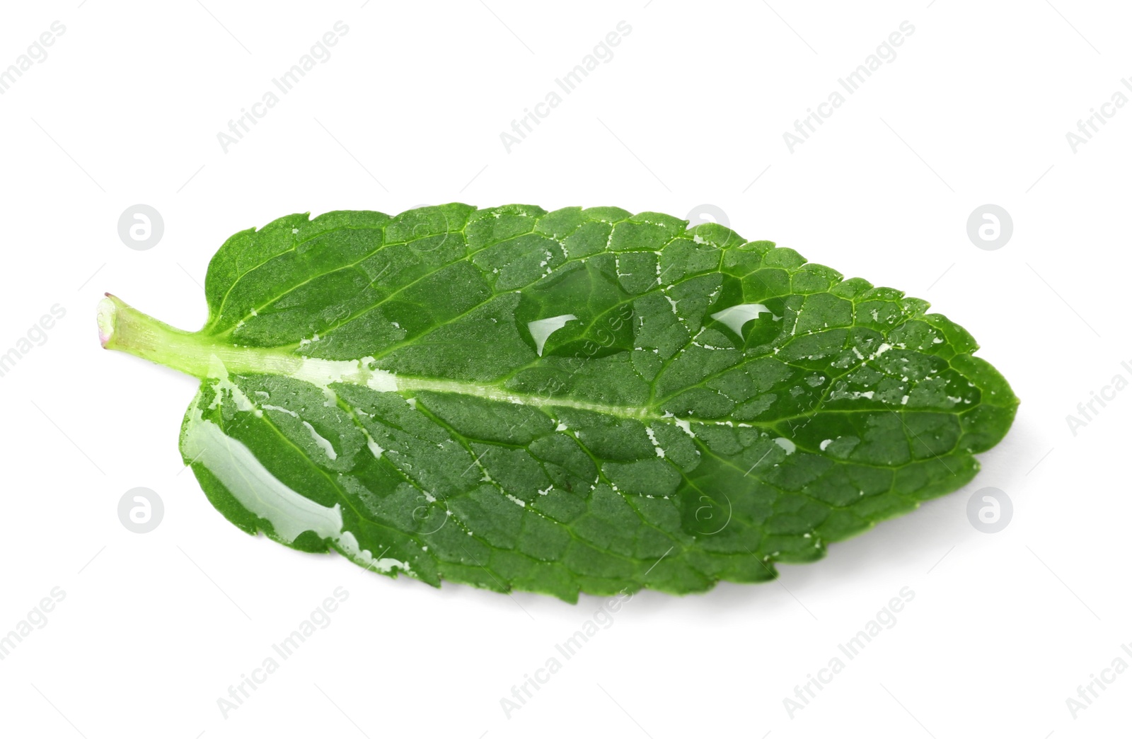 Photo of Wet leaf of fresh mint isolated on white