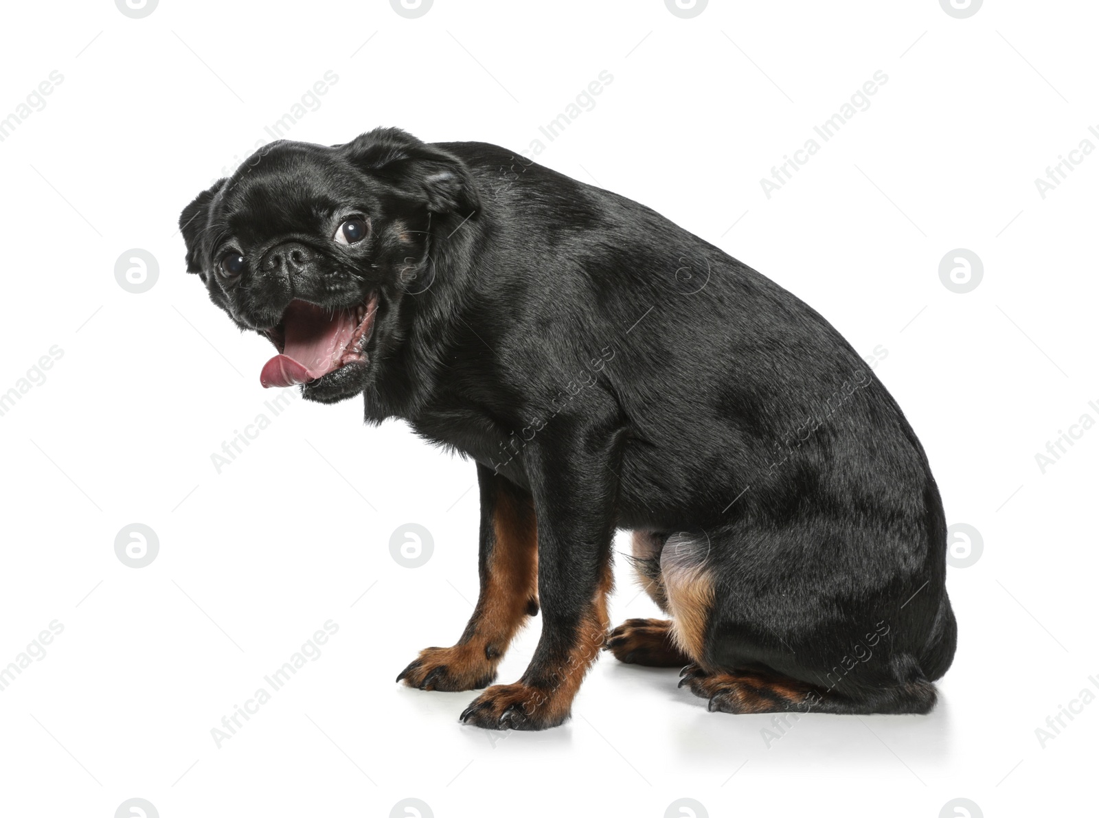 Photo of Adorable black Petit Brabancon dog sitting on white background