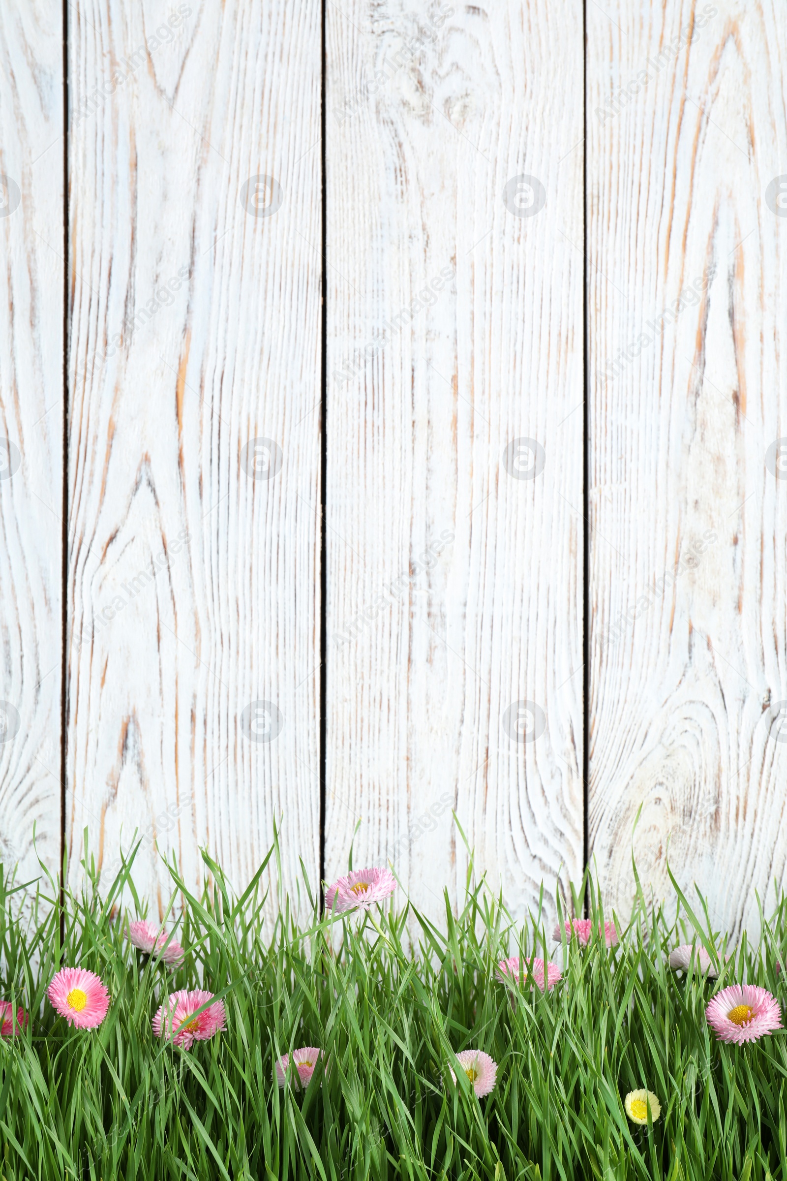 Photo of Vibrant green grass with beautiful flowers against white wooden background, space for text