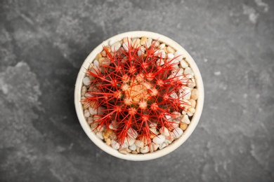 Beautiful cactus on grey background, top view