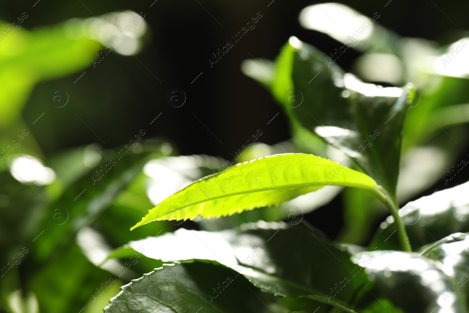 Photo of Closeup view of green tea plant against dark background. Space for text