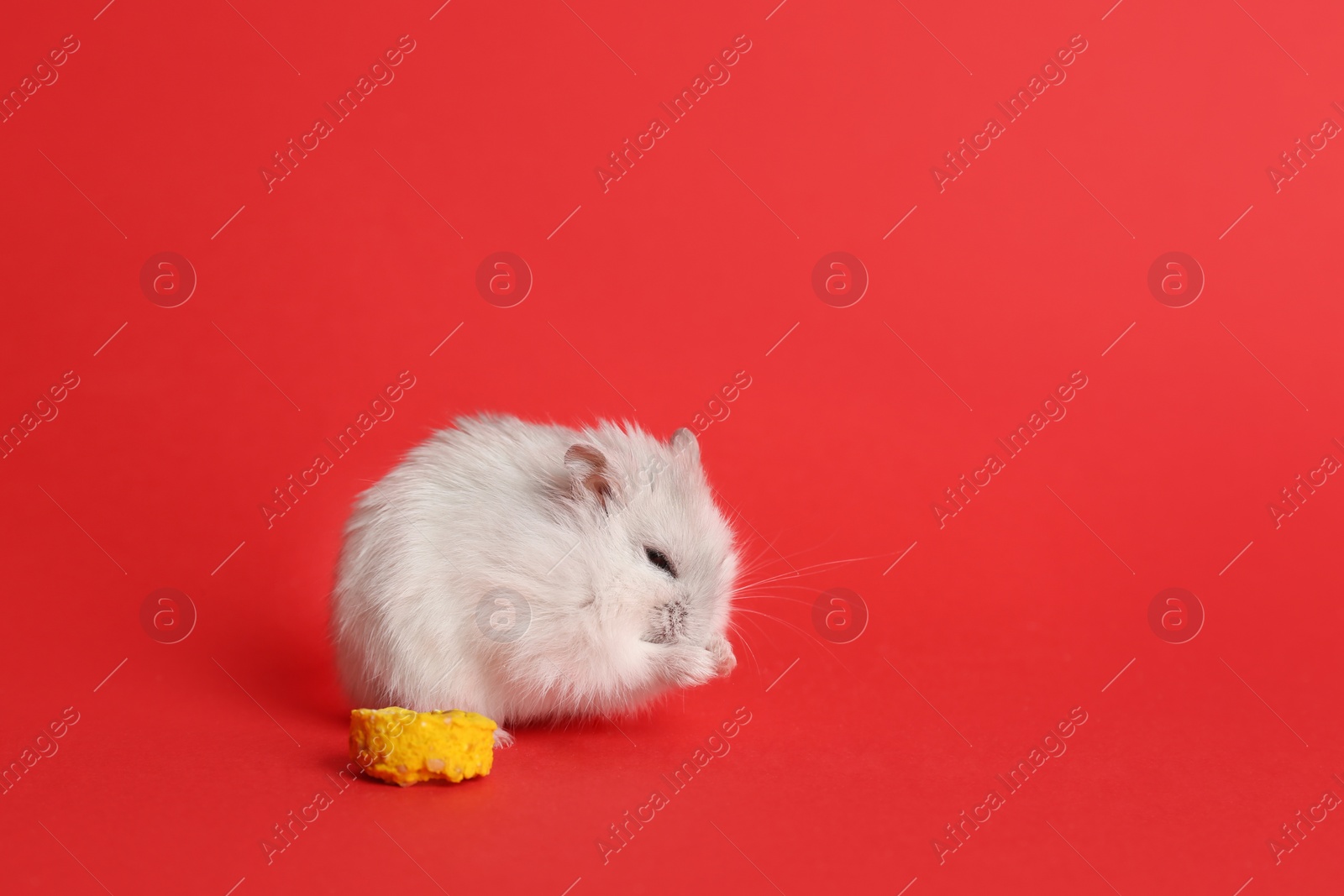 Photo of Cute funny pearl hamster feeding on red background, space for text