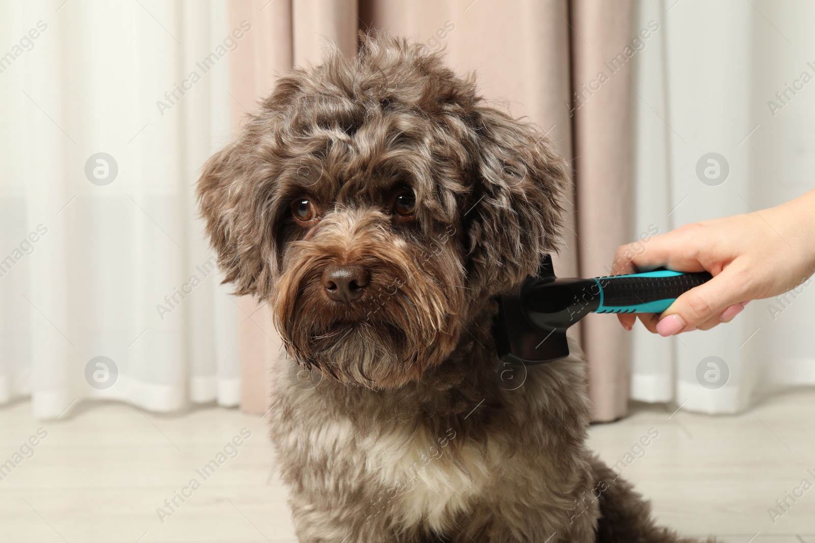 Photo of Woman brushing her cute Maltipoo dog at home, closeup. Lovely pet