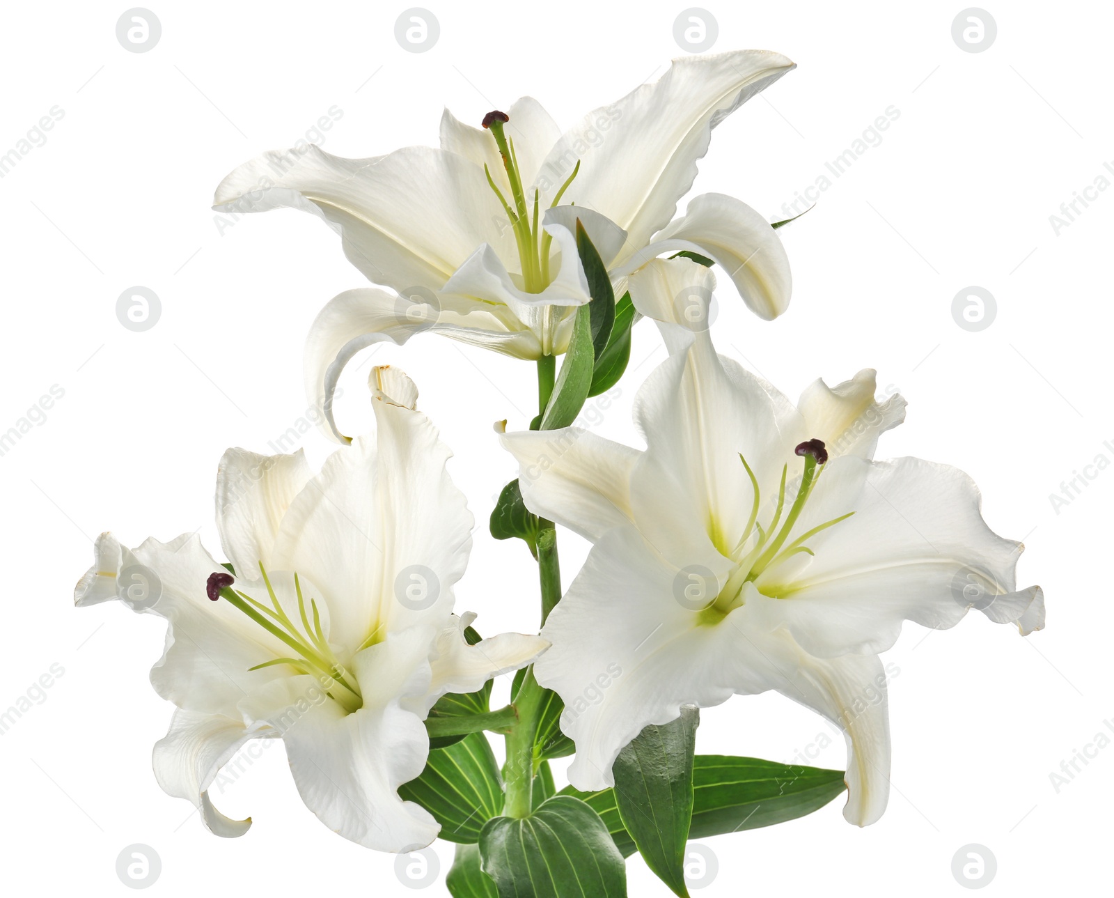 Photo of Beautiful lilies on white background. Funeral flowers