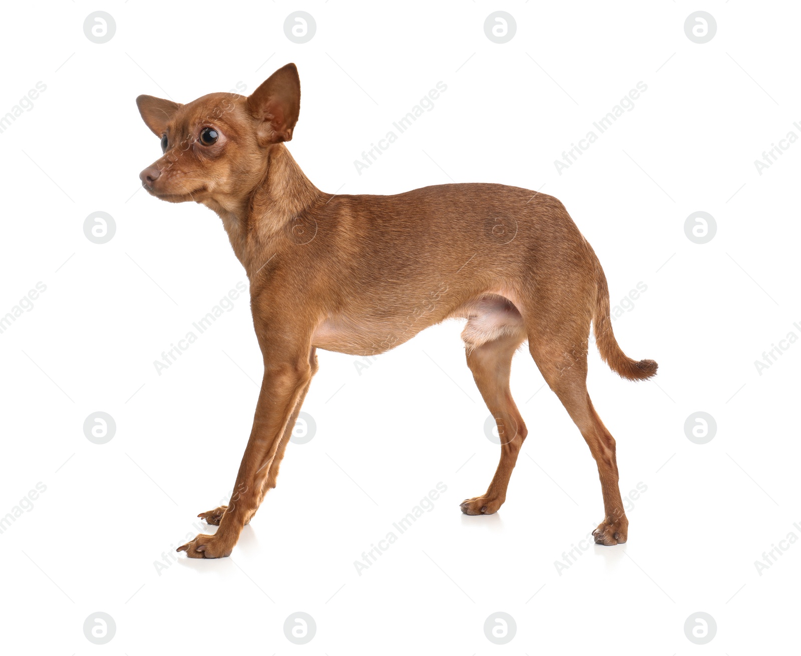 Photo of Cute toy terrier isolated on white. Domestic dog