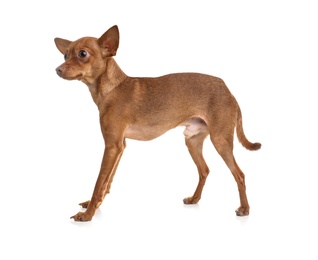 Photo of Cute toy terrier isolated on white. Domestic dog