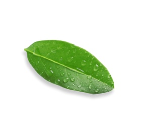 Photo of Green leaf with dew on white background