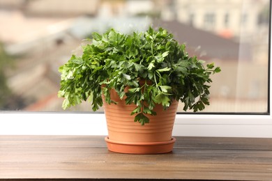 Aromatic parsley growing in pot on window sill