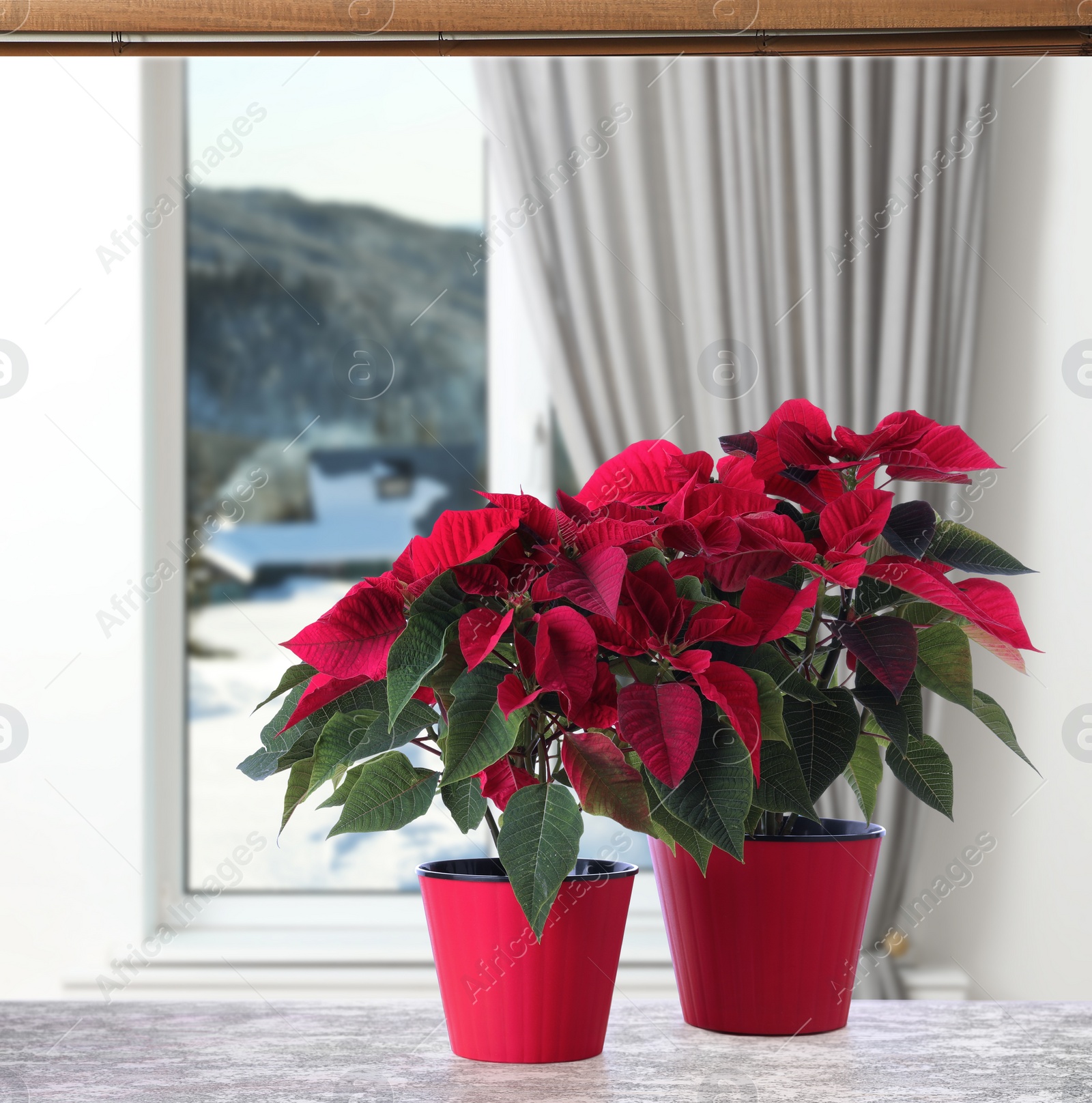 Image of Christmas traditional poinsettia flowers in pots on table near window