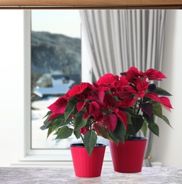 Image of Christmas traditional poinsettia flowers in pots on table near window