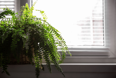 Photo of Beautiful plant on window sill. Home decor
