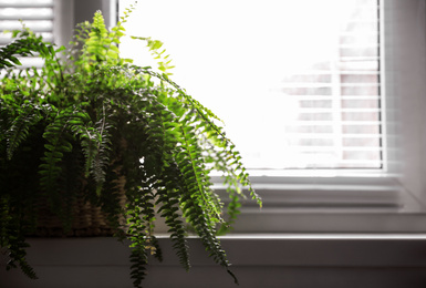 Beautiful plant on window sill. Home decor