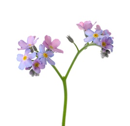 Amazing spring forget-me-not flowers on white background