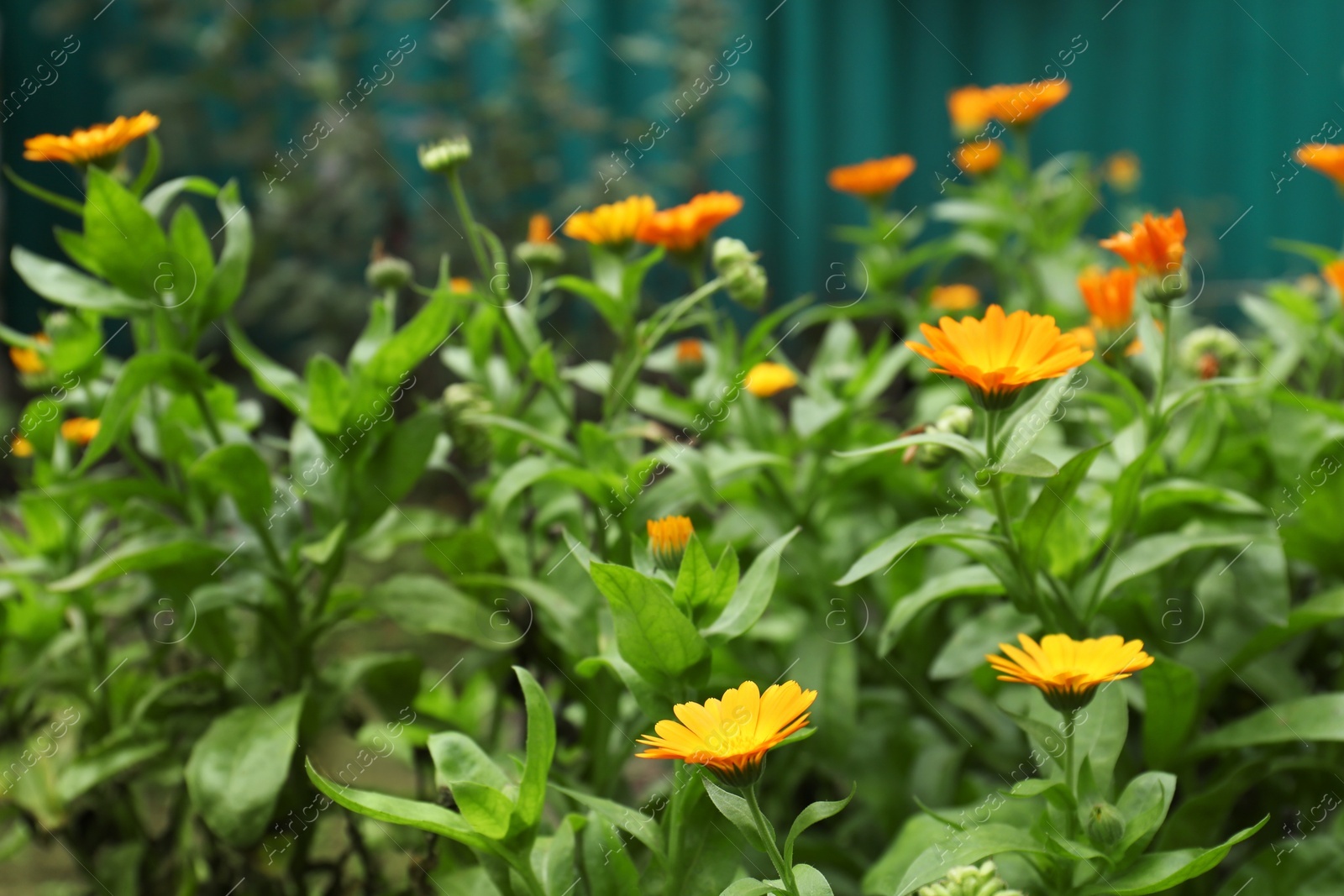 Photo of Beautiful blooming calendula flowers outdoors. Space for text