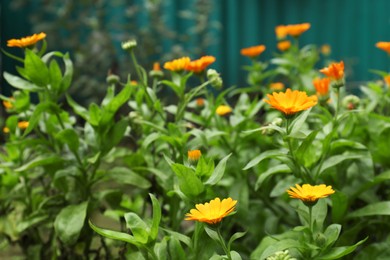 Photo of Beautiful blooming calendula flowers outdoors. Space for text