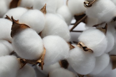 Photo of Fluffy cotton flowers on white background, closeup