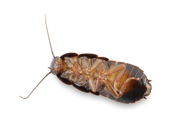 Photo of Dead brown cockroach isolated on white, top view. Pest control