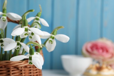 Photo of Beautiful snowdrops in wicker basket against light blue wooden background, closeup. Space for text