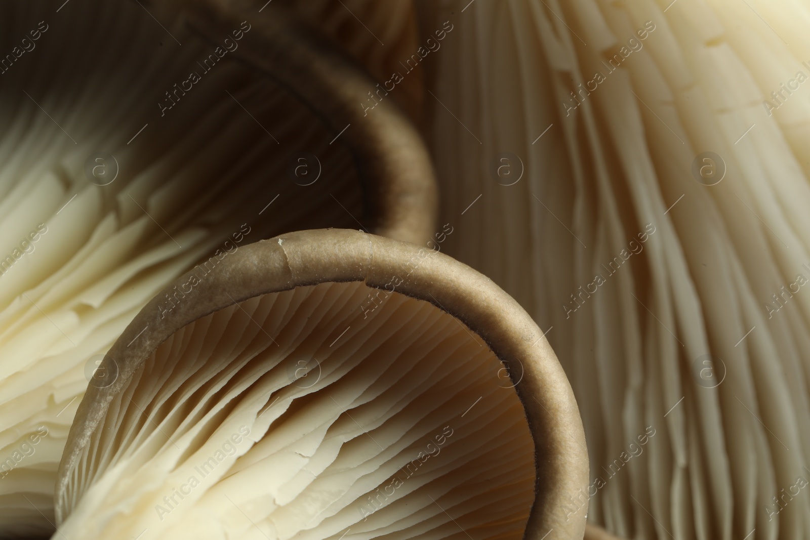 Photo of Fresh oyster mushrooms as background, macro view