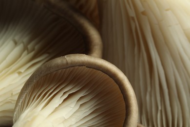 Photo of Fresh oyster mushrooms as background, macro view