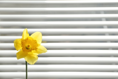 Photo of Beautiful narcissus flower near window blinds, space for text