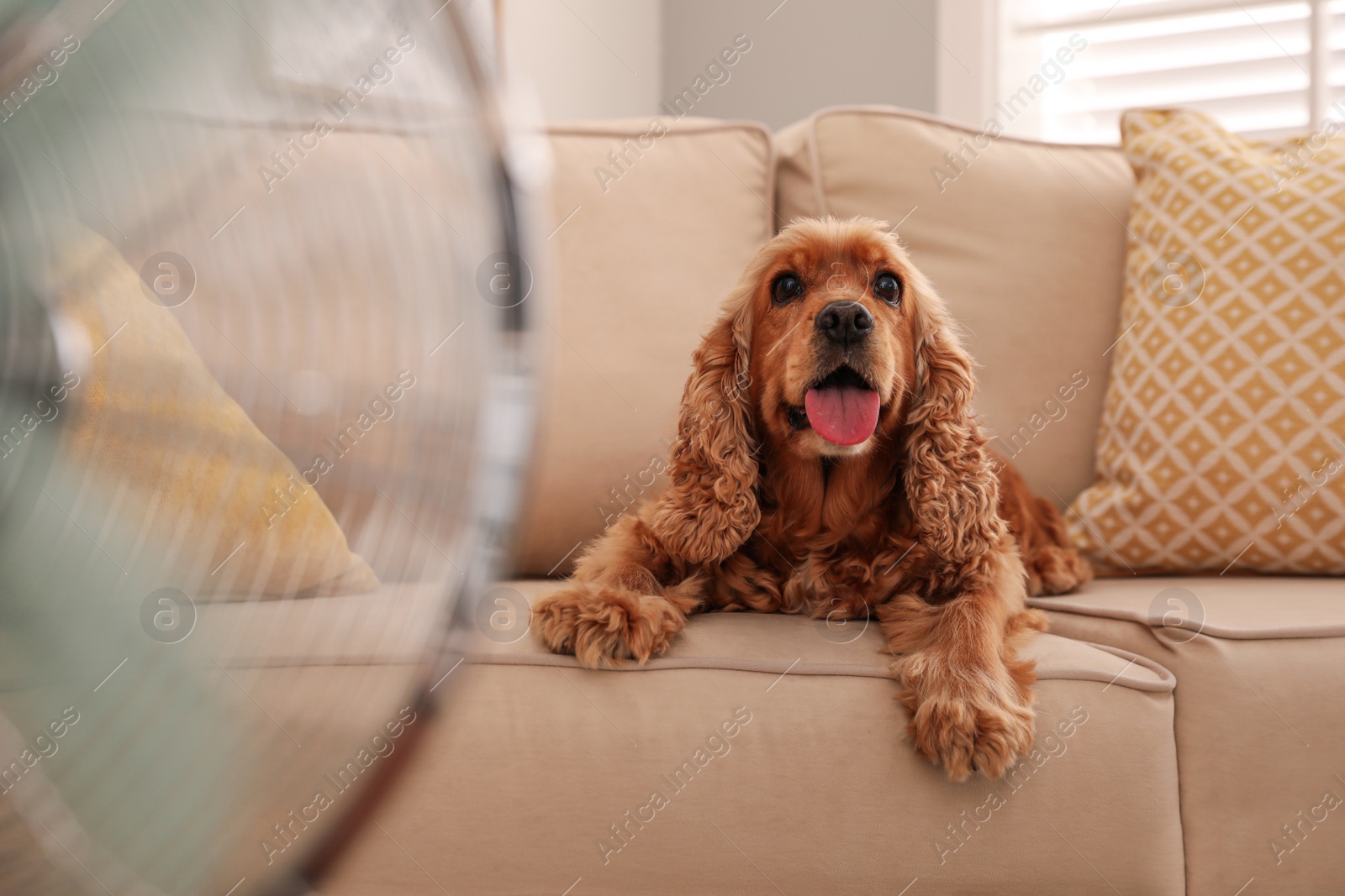 Photo of English Cocker Spaniel enjoying air flow from fan on sofa indoors. Summer heat