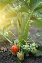 Photo of Strawberry plant with ripening fruits outdoors, closeup