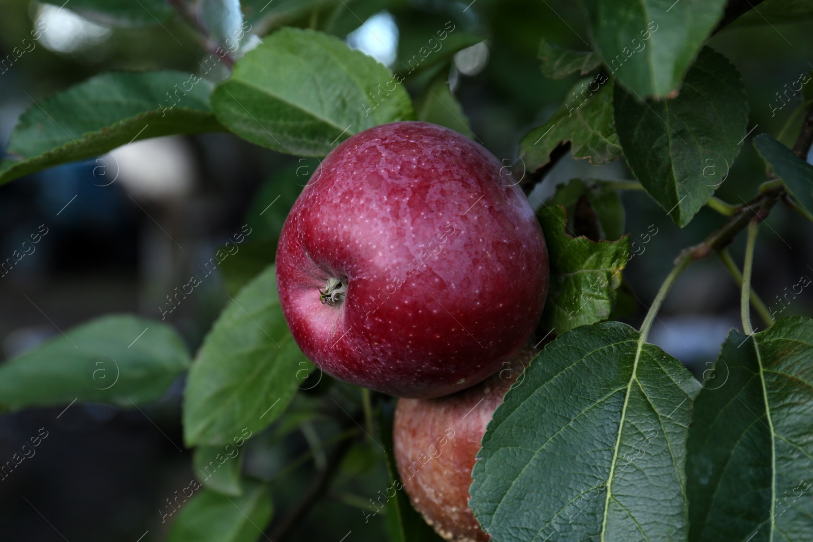 Photo of Delicious red apples on tree branch outdoors, closeup