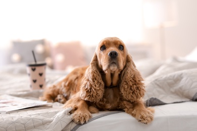 Photo of Cute Cocker Spaniel dog on bed at home. Warm and cozy winter