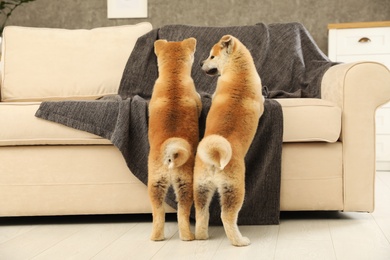 Photo of Cute akita inu puppies in living room