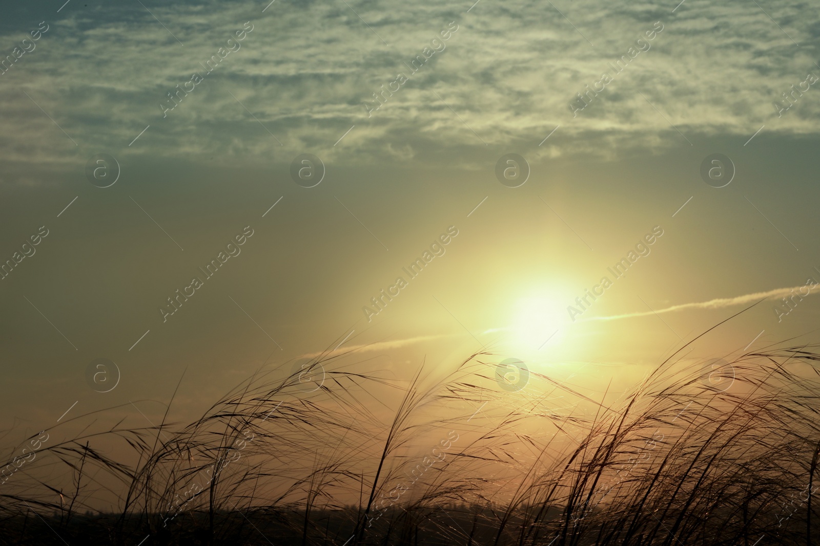 Photo of Beautiful view of plants outdoors at sunrise