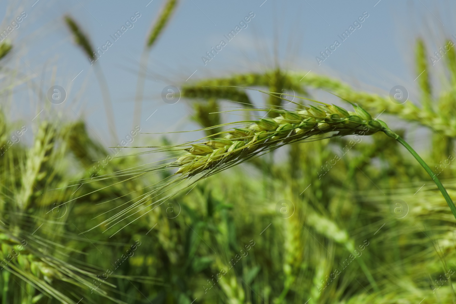 Photo of Closeup view of agricultural field with ripening wheat crop