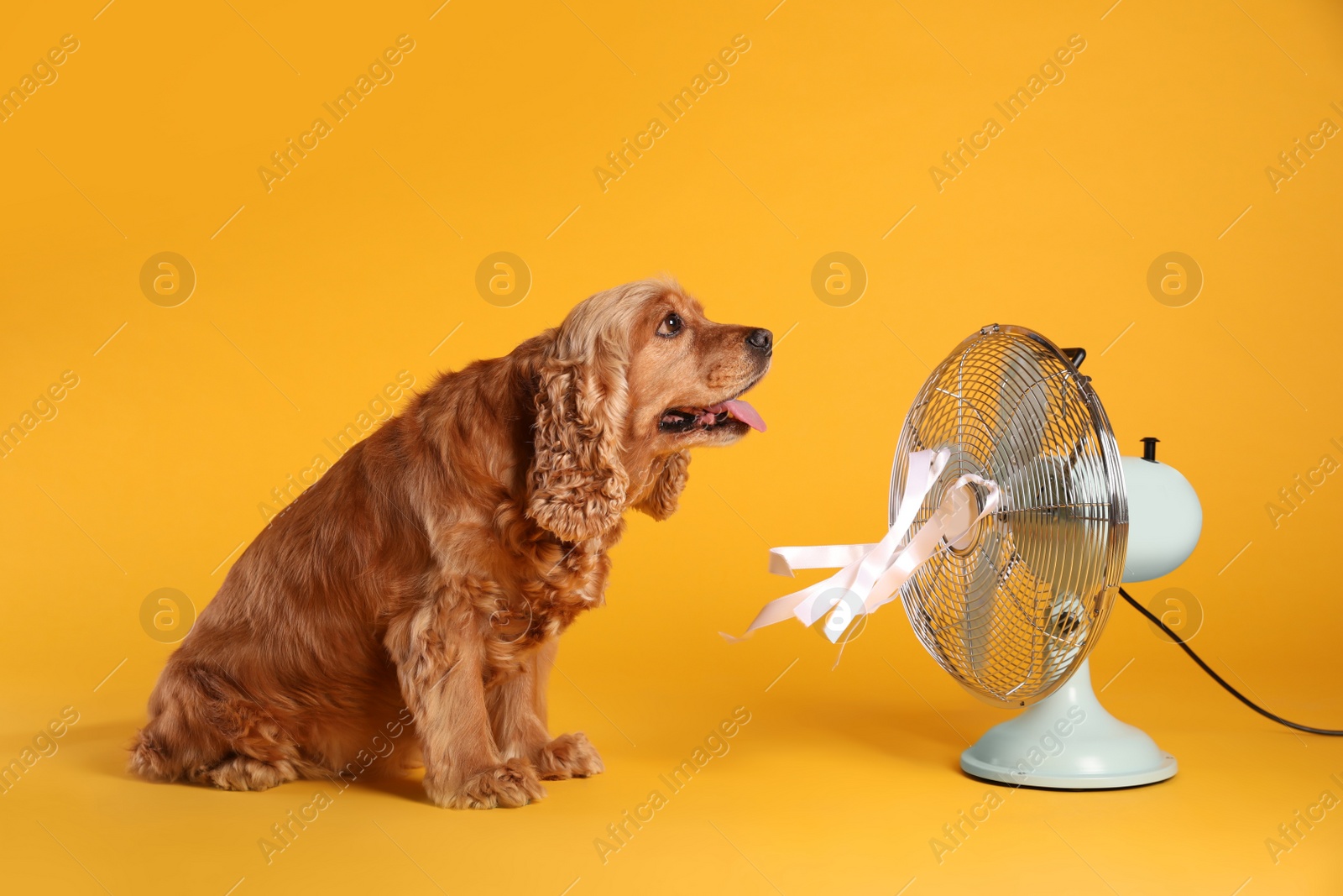 Photo of English Cocker Spaniel enjoying air flow from fan on yellow background. Summer heat