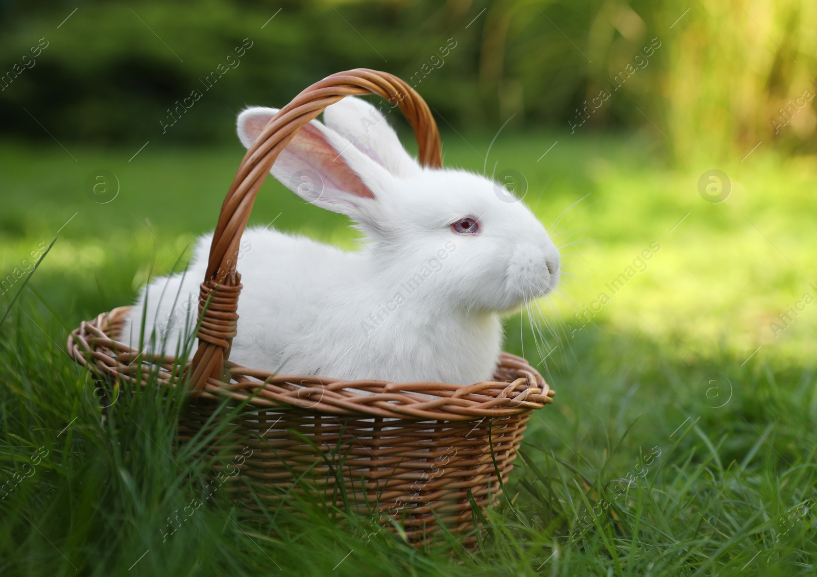 Photo of Cute white rabbit in wicker basket on grass outdoors