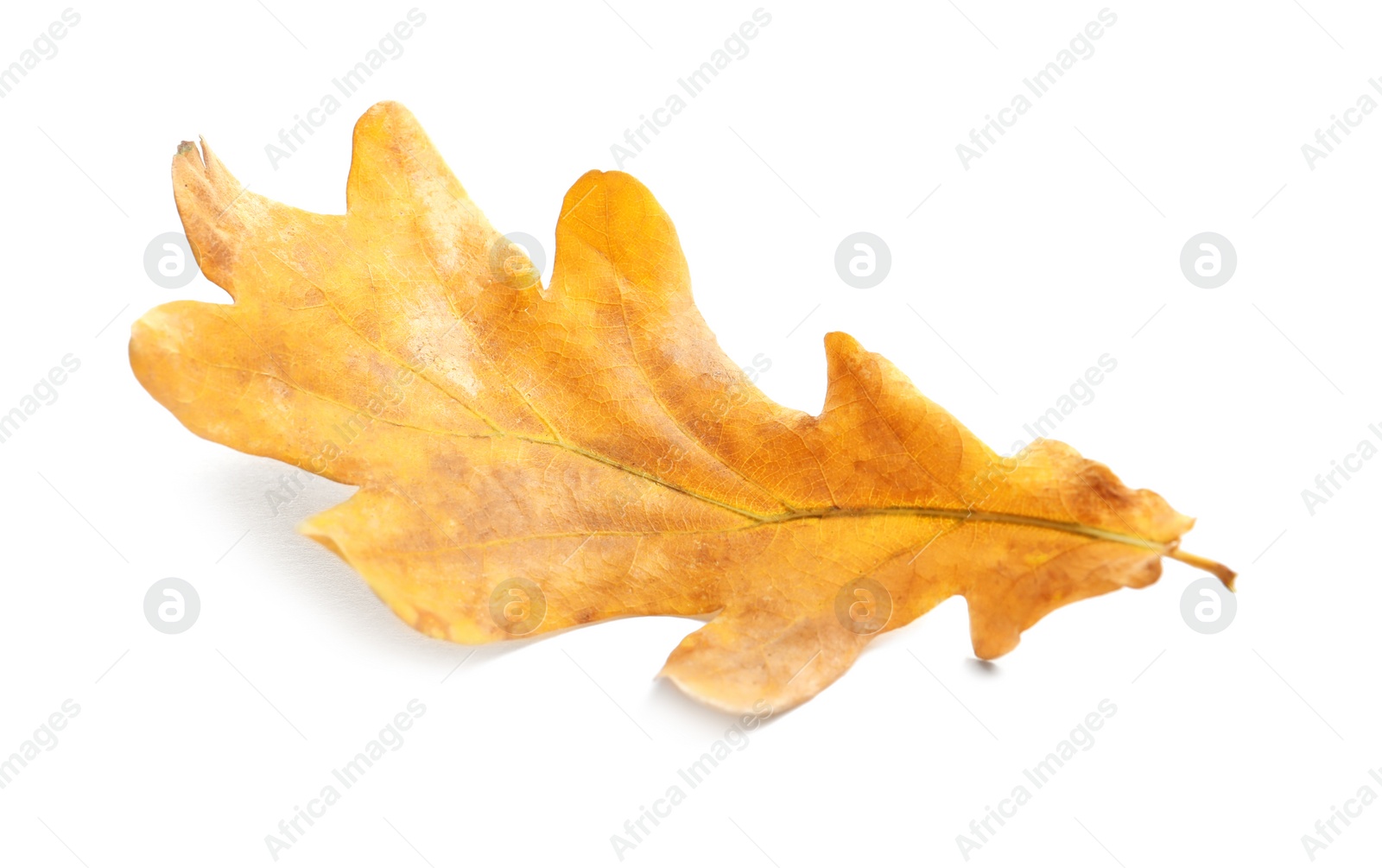 Photo of Beautiful autumn leaf on white background. Fall foliage