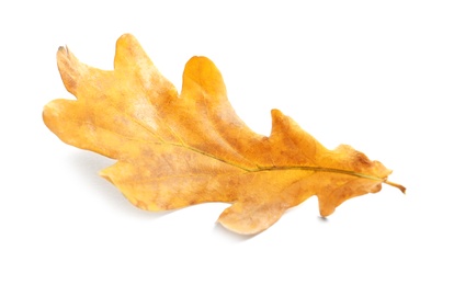 Photo of Beautiful autumn leaf on white background. Fall foliage