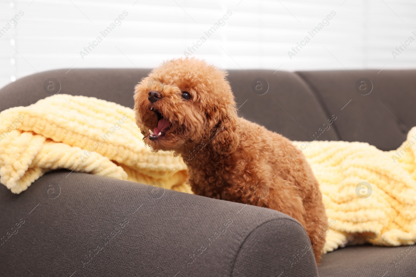 Photo of Cute Maltipoo dog with plaid on sofa indoors. Lovely pet