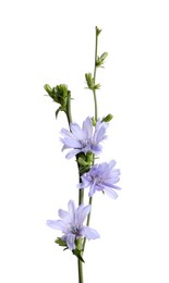 Beautiful blooming chicory flowers on white background