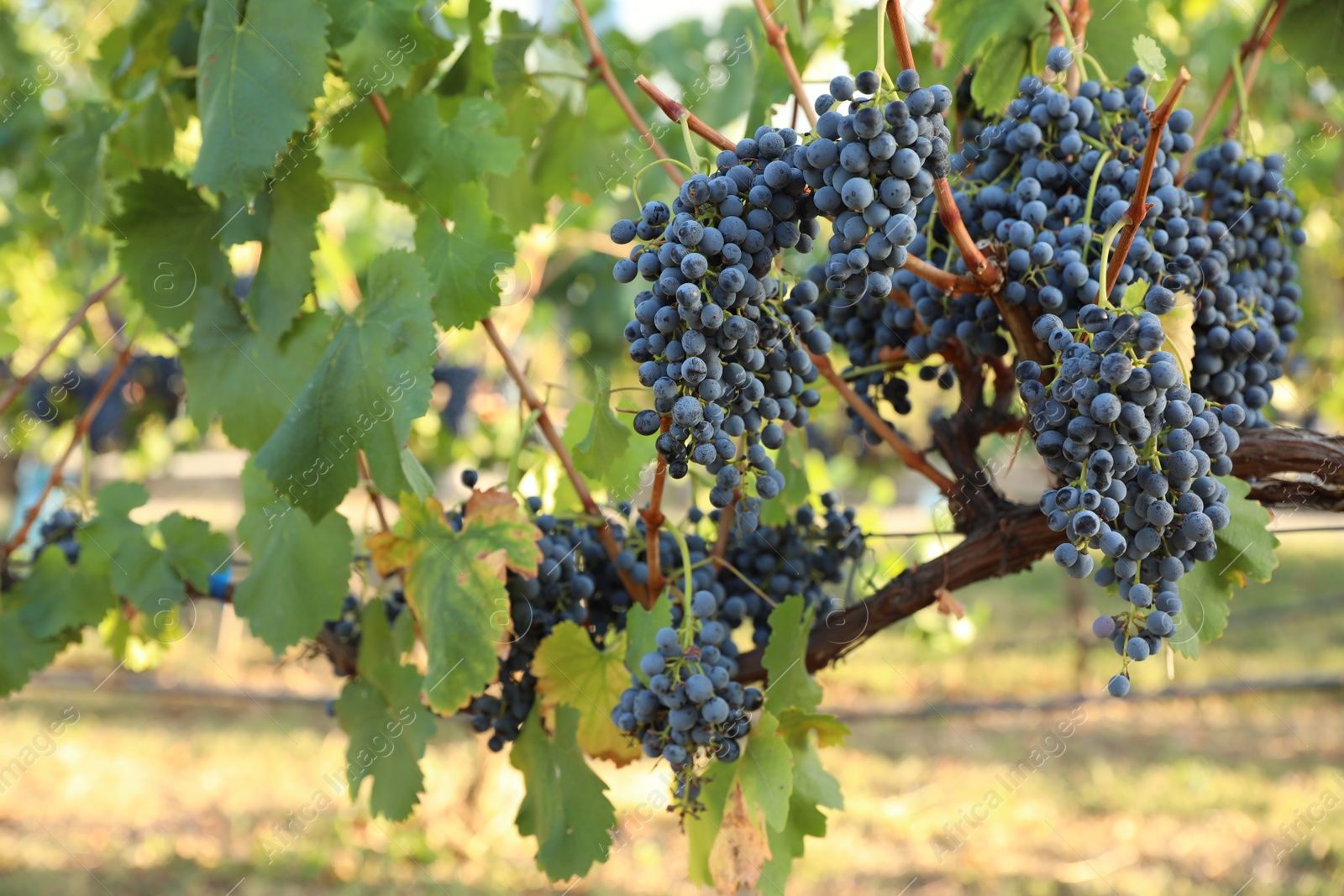 Photo of Delicious ripe grapes in vineyard. Harvest season