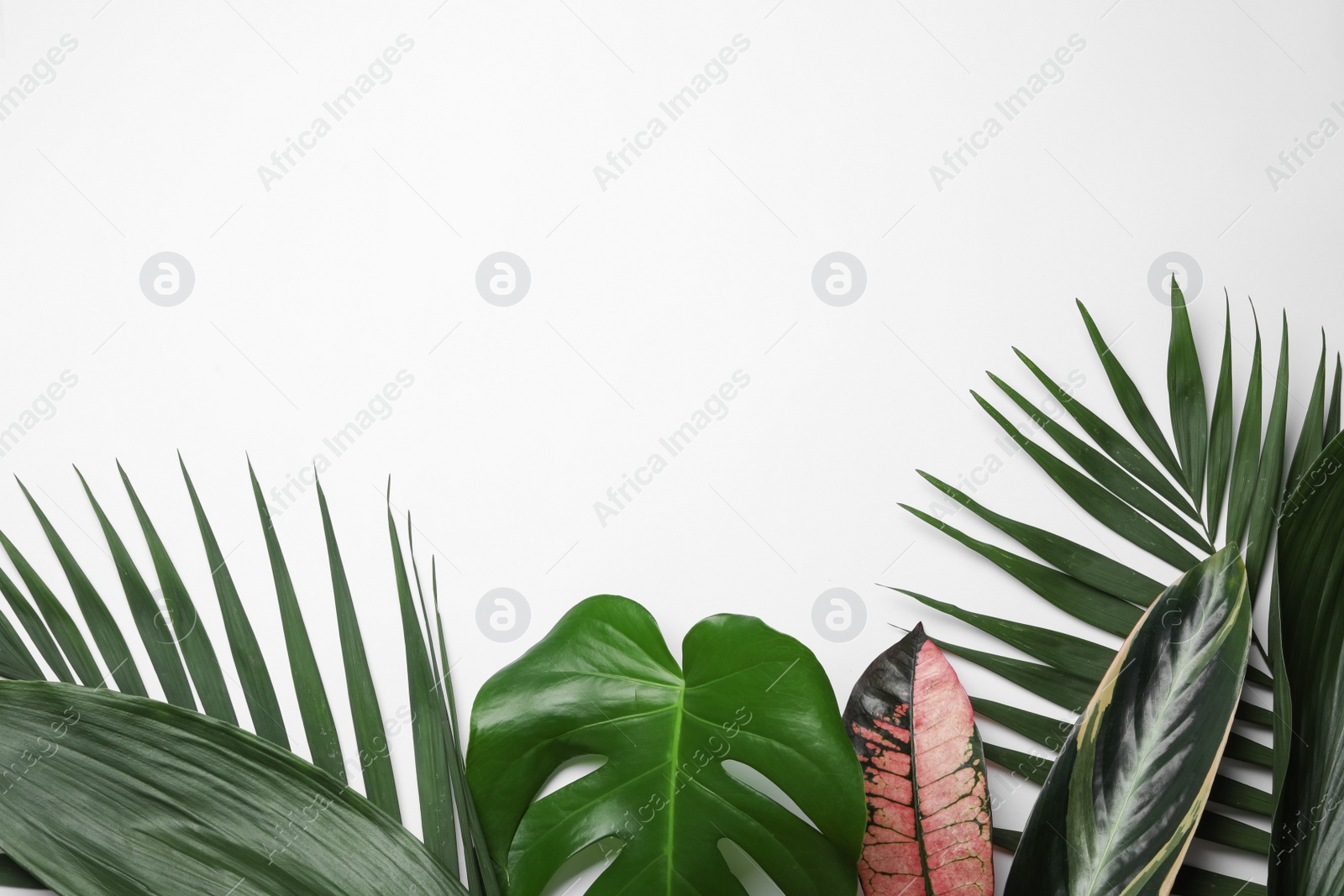 Photo of Flat lay composition with tropical leaves and space for text on white background