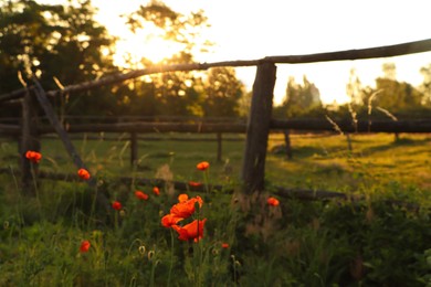 Photo of Picturesque view of countryside with blooming red poppies in morning