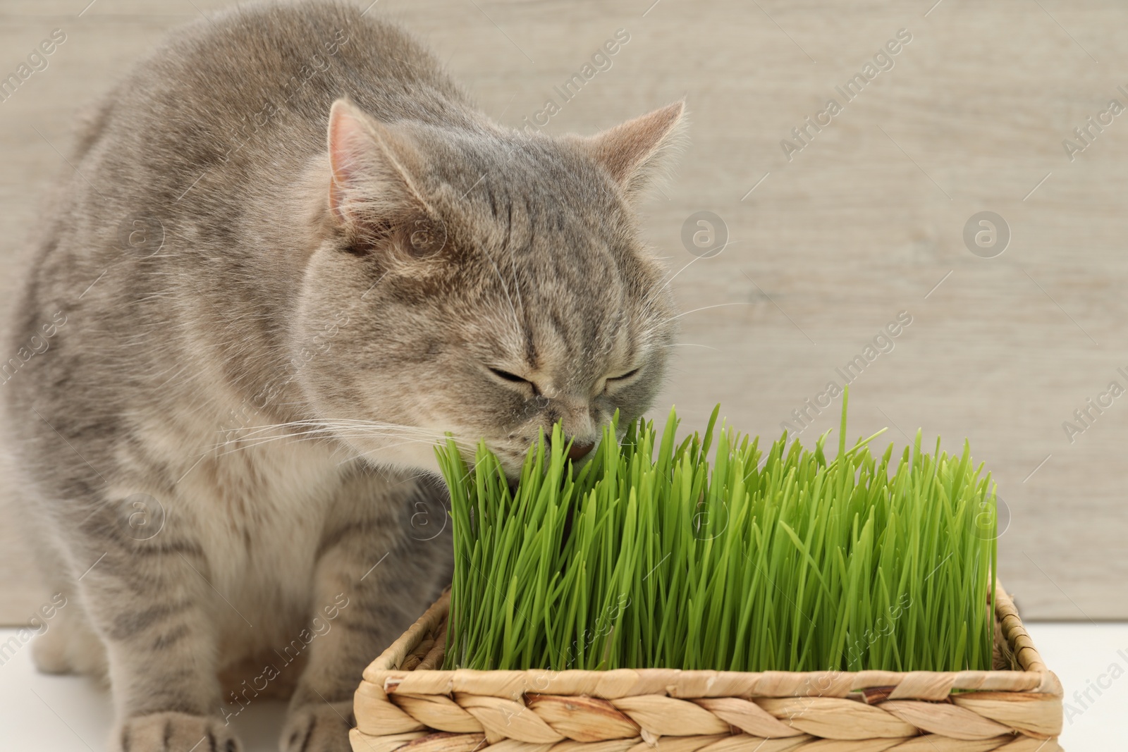 Photo of Cute cat near fresh green grass against wooden wall