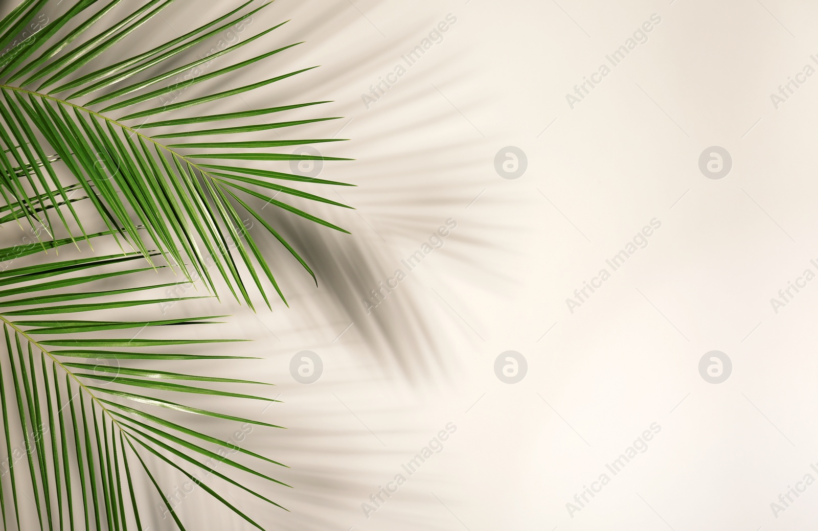 Photo of Fresh tropical date palm leaf on light background