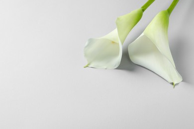 Photo of Beautiful calla lily flowers on white background. Space for text