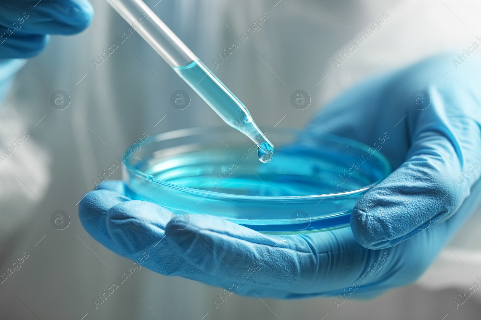 Photo of Scientist dripping liquid from pipette into petri dish, closeup