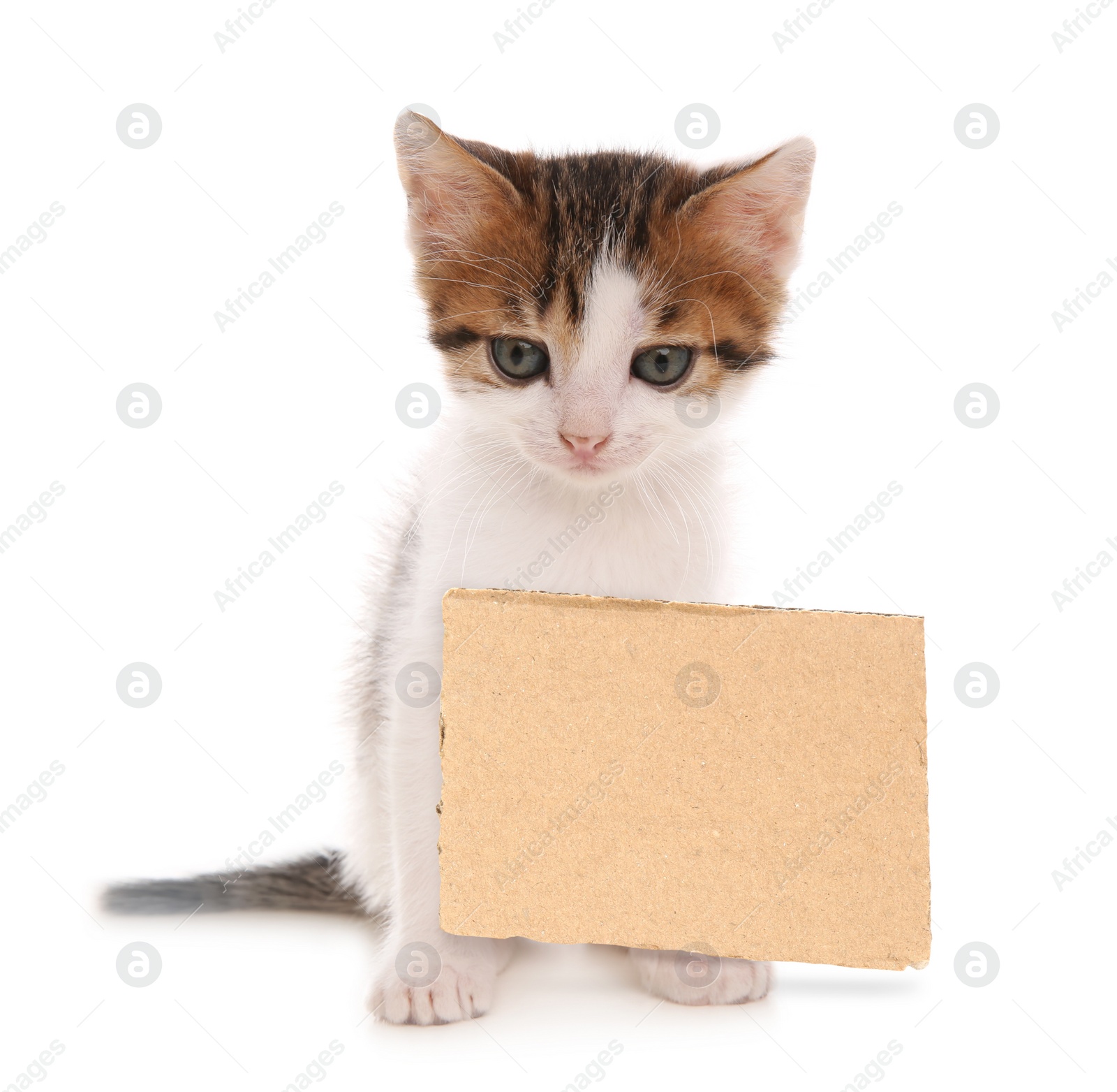 Image of Cute little kitten and blank piece of cardboad on white background. Lonely pet