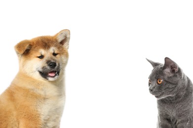 Image of Cute dog and cat on white background. Lovely pets