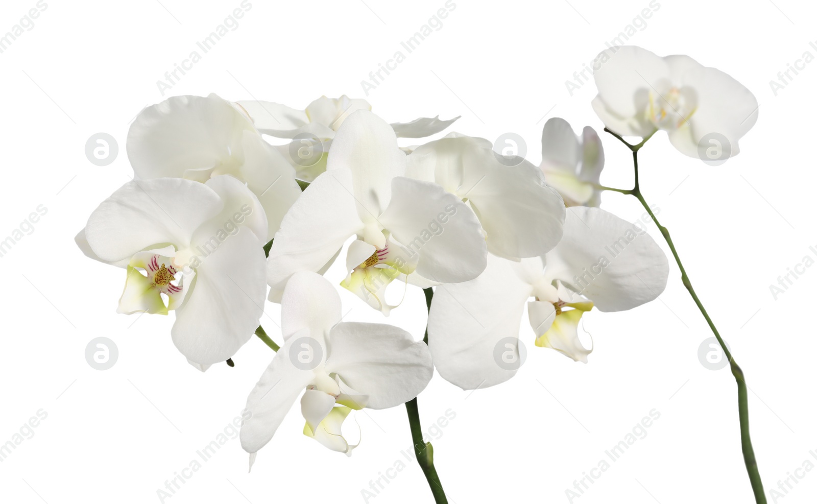 Photo of Branch with beautiful orchid flowers isolated on white