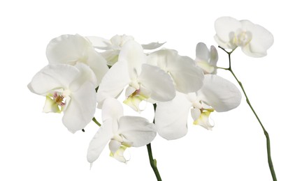 Branch with beautiful orchid flowers isolated on white